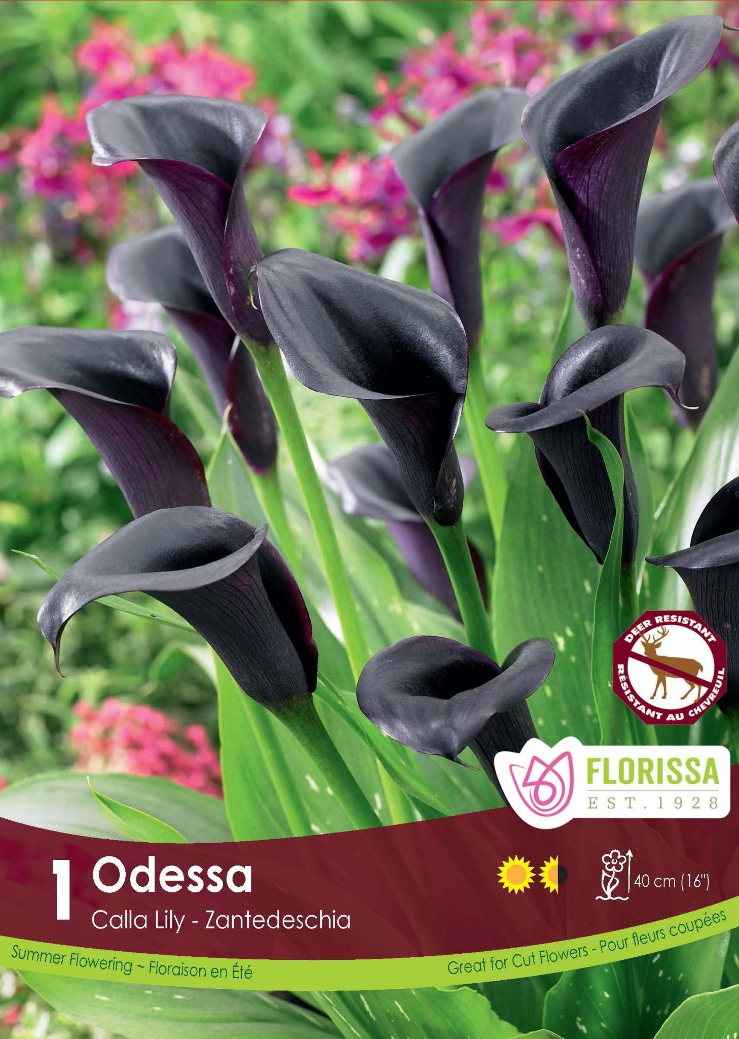 Calla - Odessa - Satellite Garden Centre