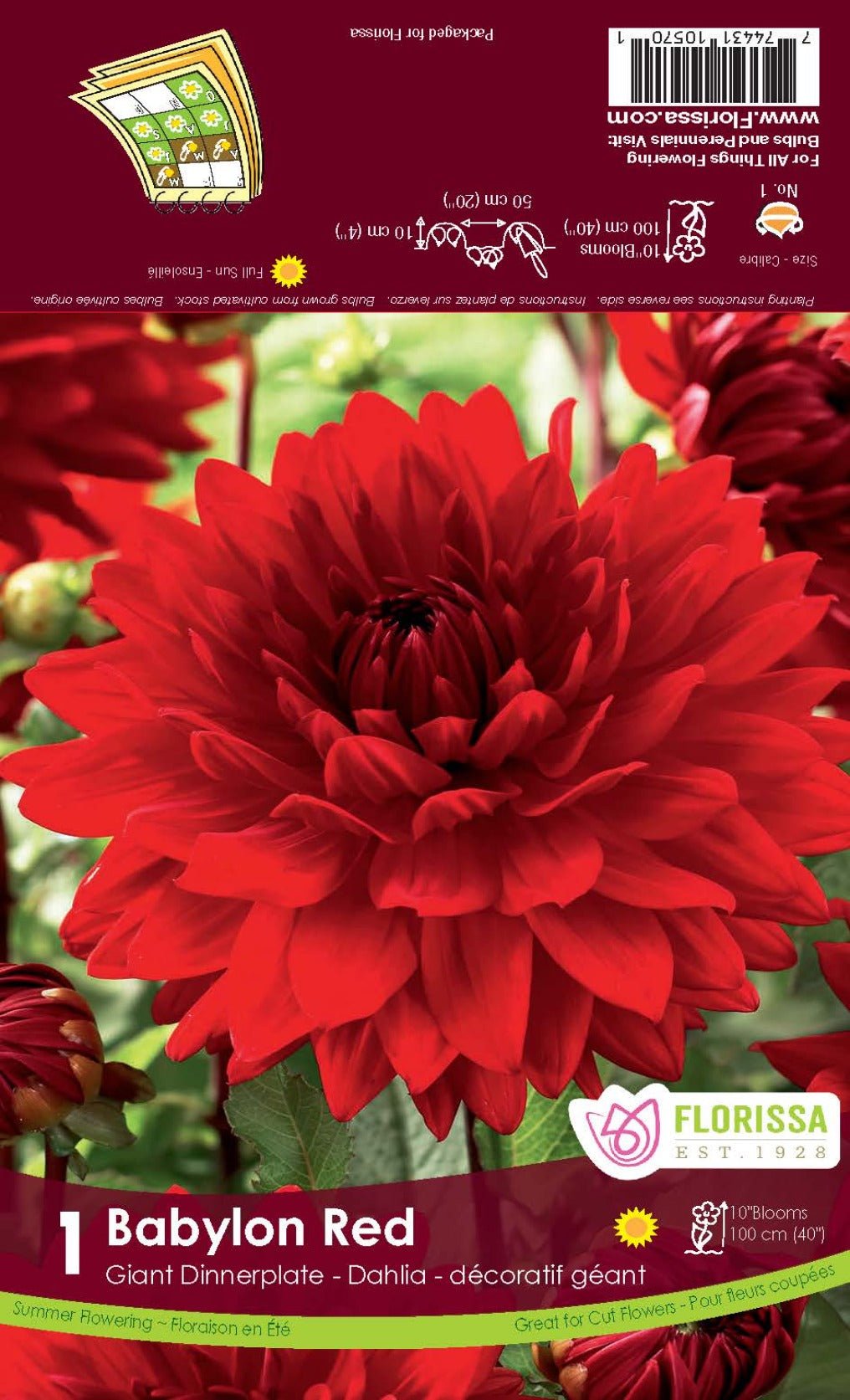 Dahlia Babylon Red - Satellite Garden Centre