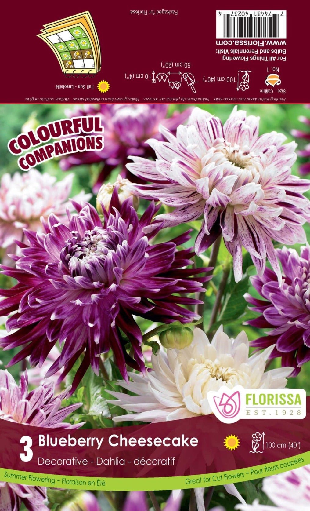 Dahlia Blueberry Cheesecake - Satellite Garden Centre