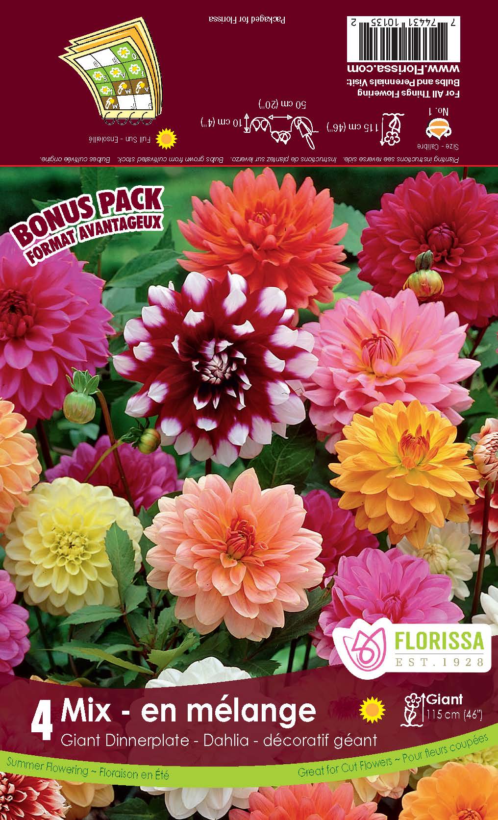 Dahlia Dinnerplate Mix - Satellite Garden Centre