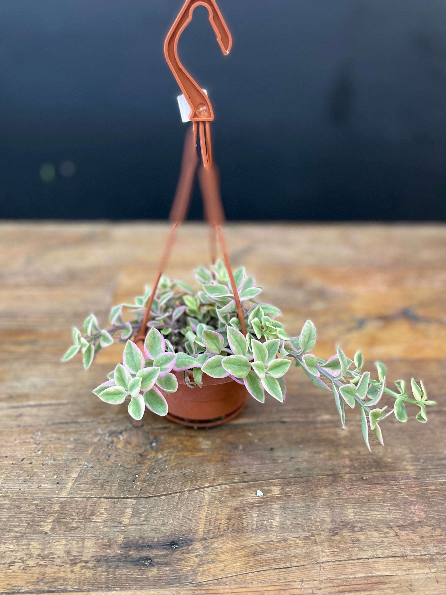 Dorotheanthus Hanging Basket - Satellite Garden Centre