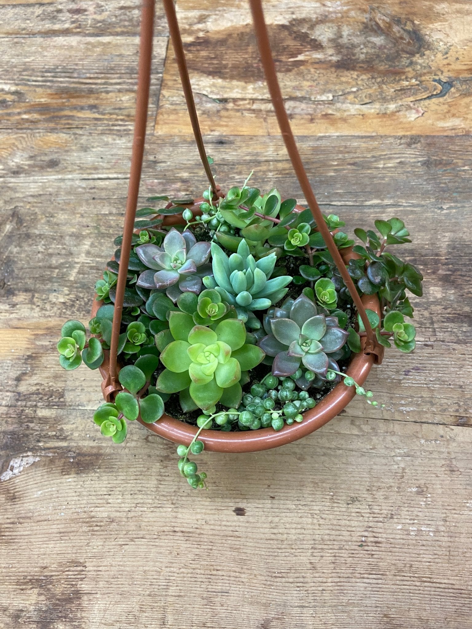 Hanging Tropical Mix - Satellite Garden Centre