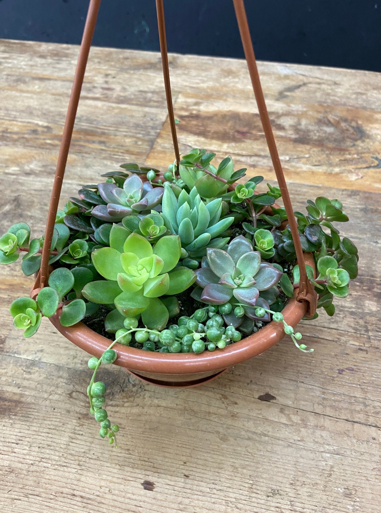 Hanging Tropical Mix - Satellite Garden Centre