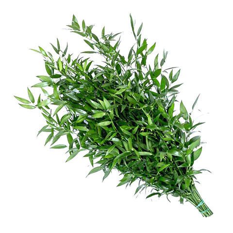 Italian Ruscus - Satellite Garden Centre