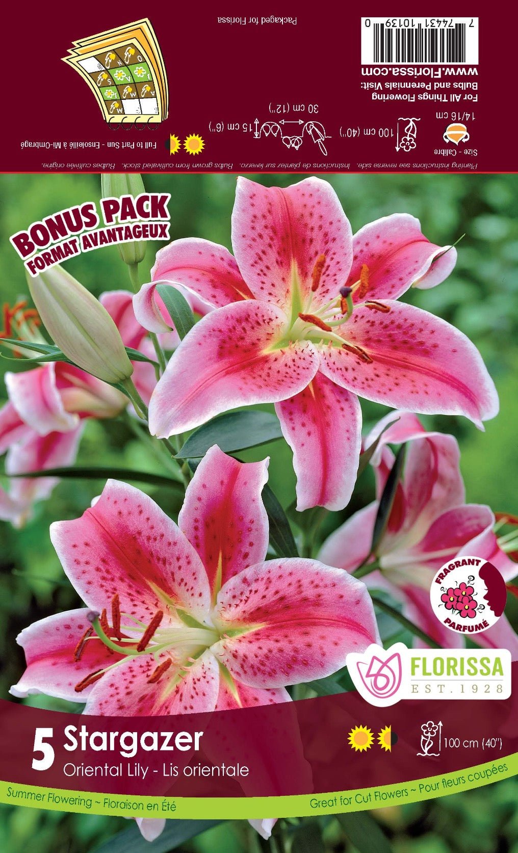 Lily Stargazer - Satellite Garden Centre