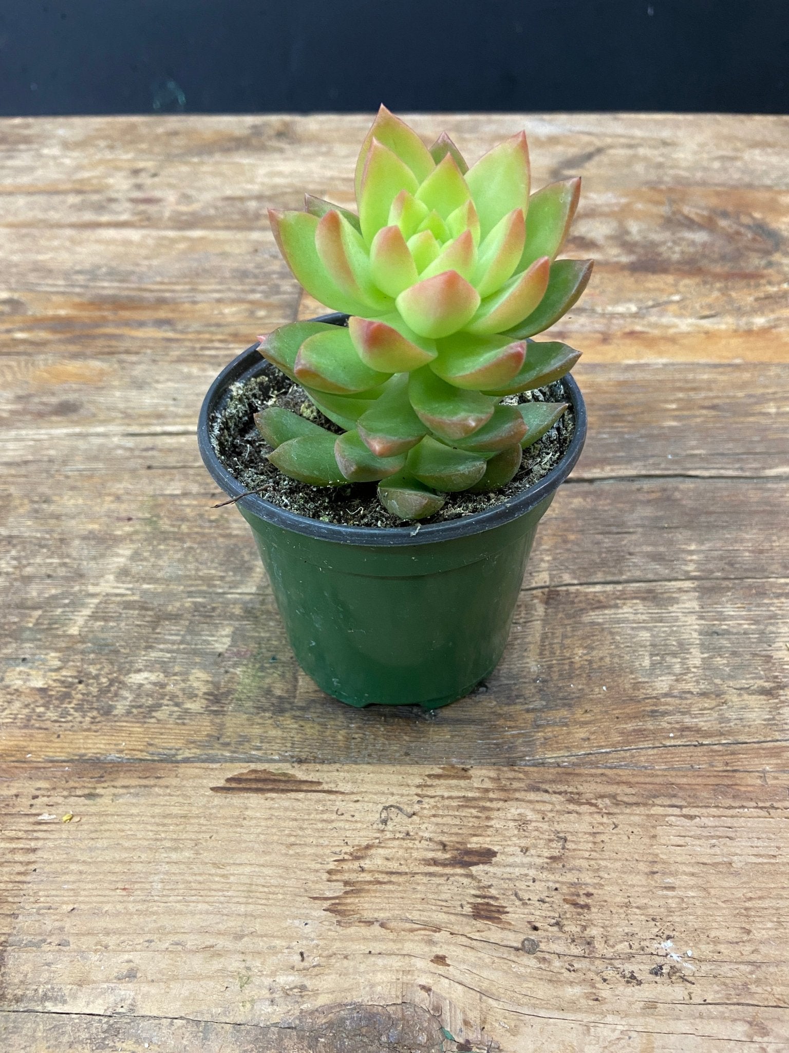 Sedum - Satellite Garden Centre