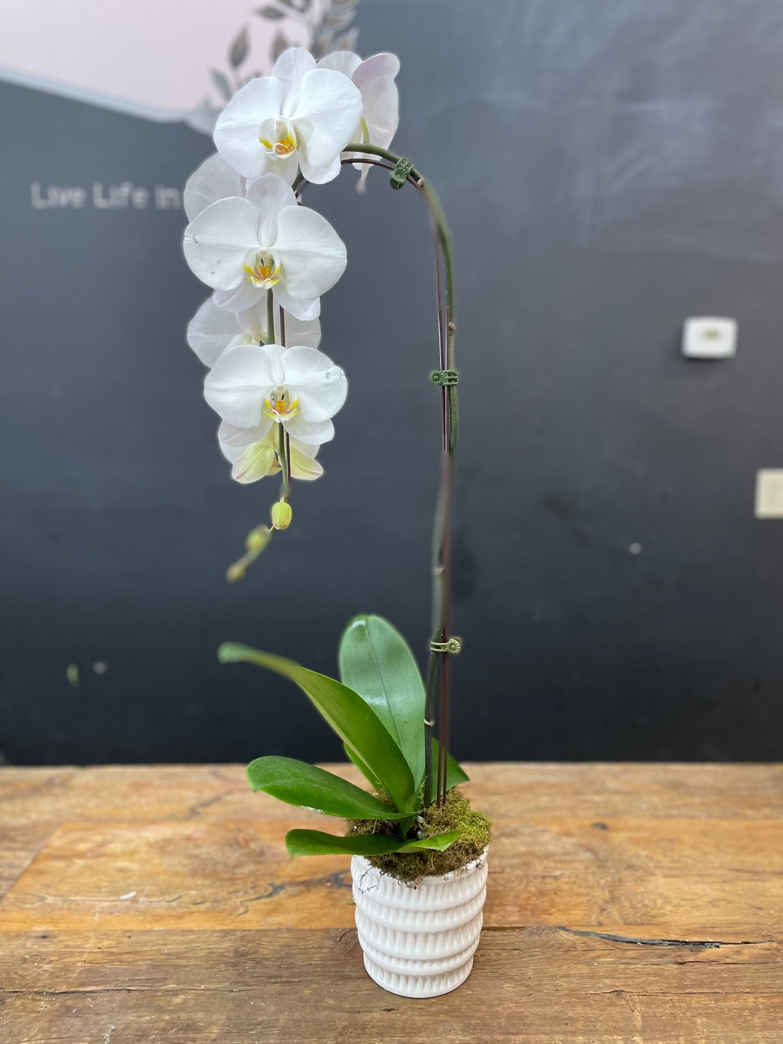 Single Orchid in Ceramic - Sympathy Arrangement Syle #7 - Satellite Garden Centre