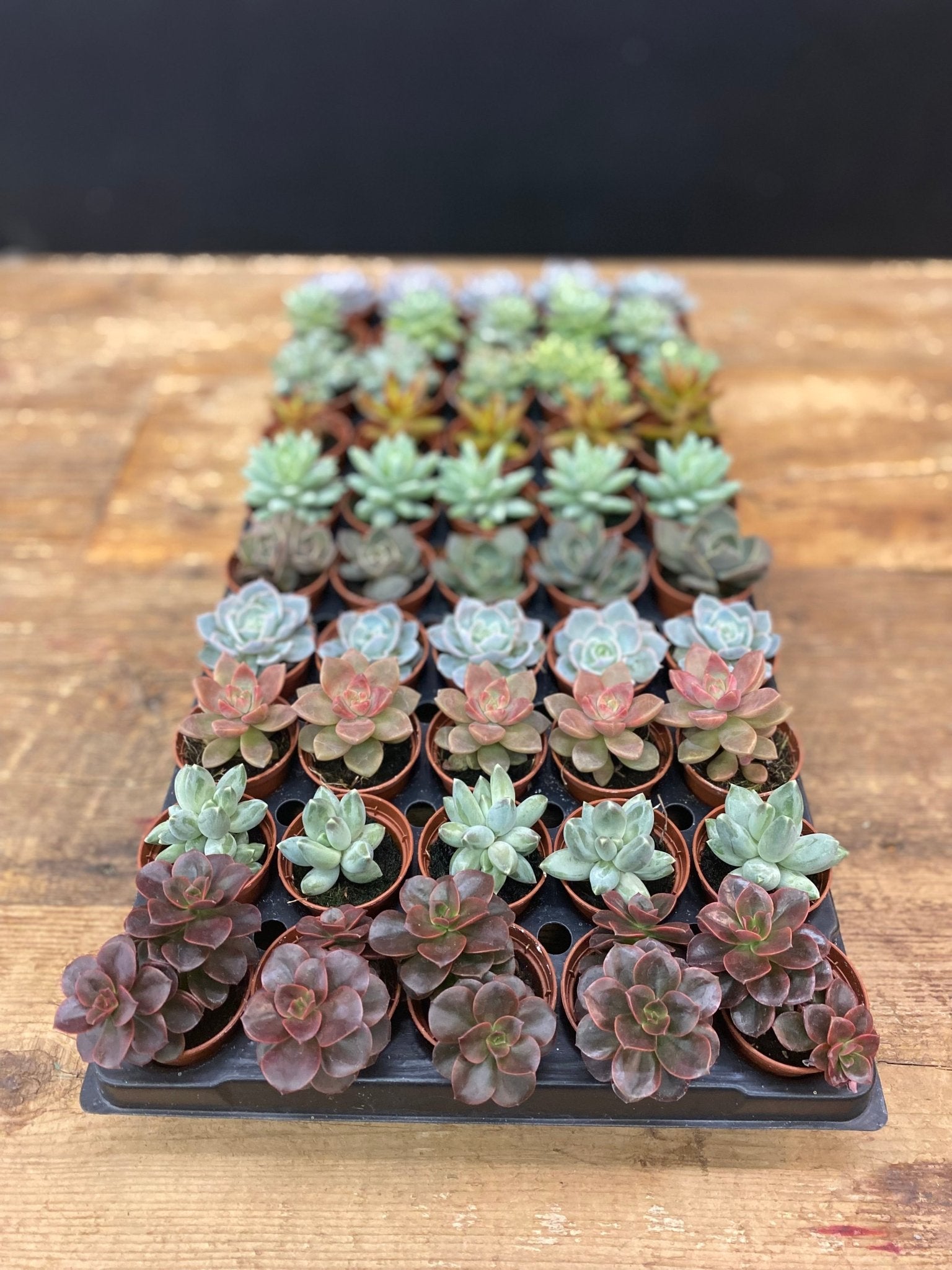 Succulent Party Favours - Satellite Garden Centre