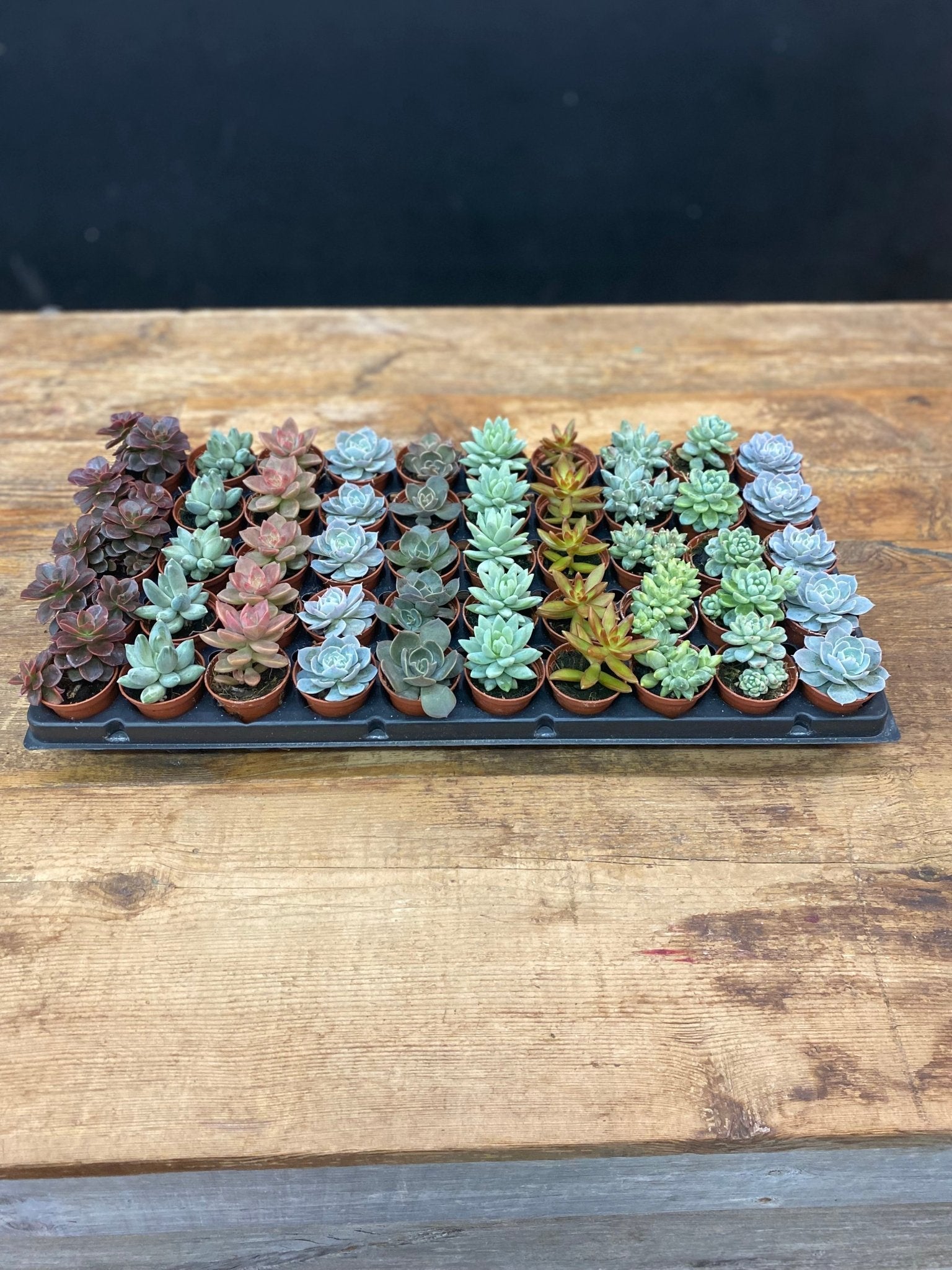 Succulents - Satellite Garden Centre