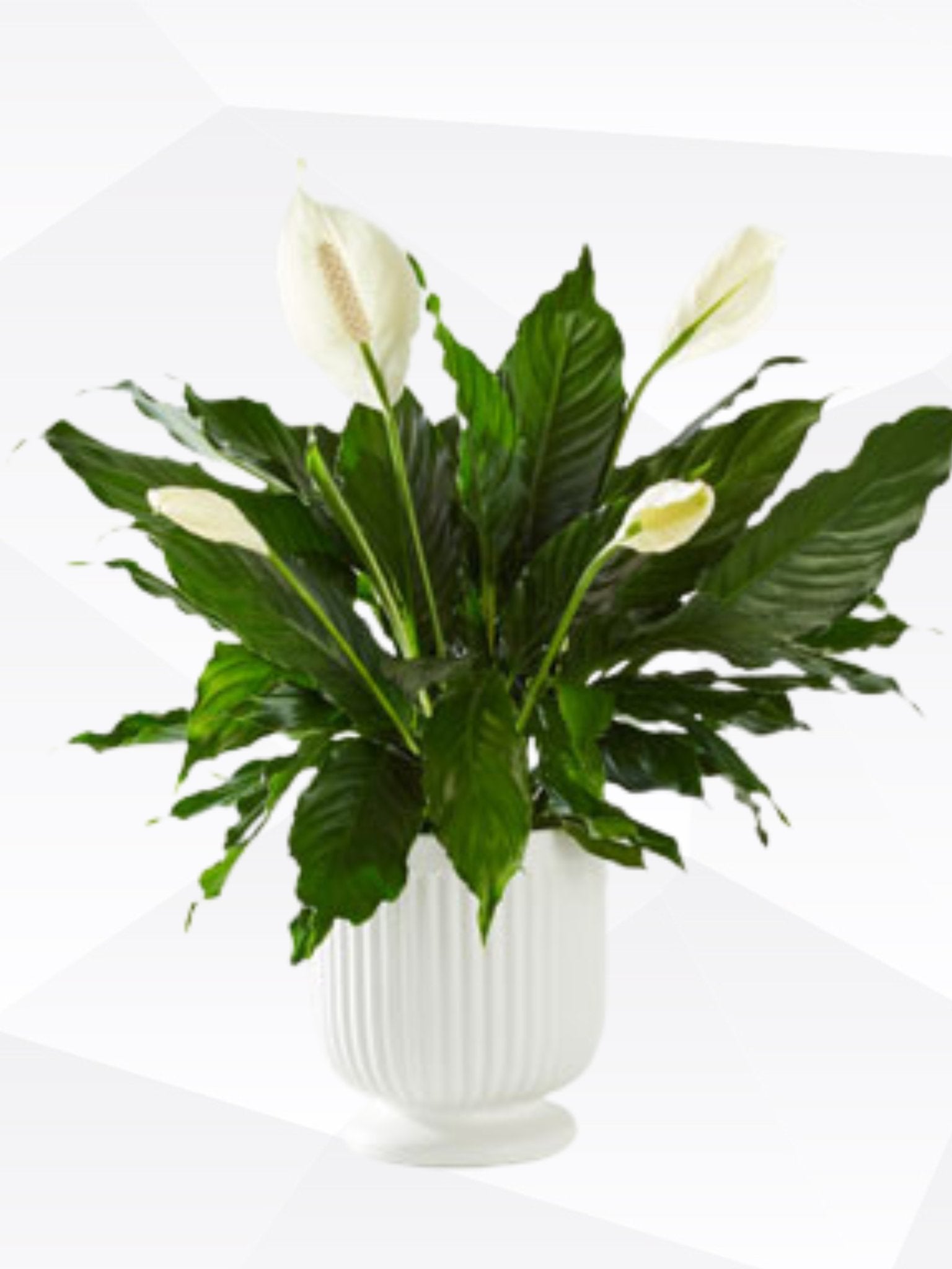 Sympathy #27 - Satellite Garden Centre