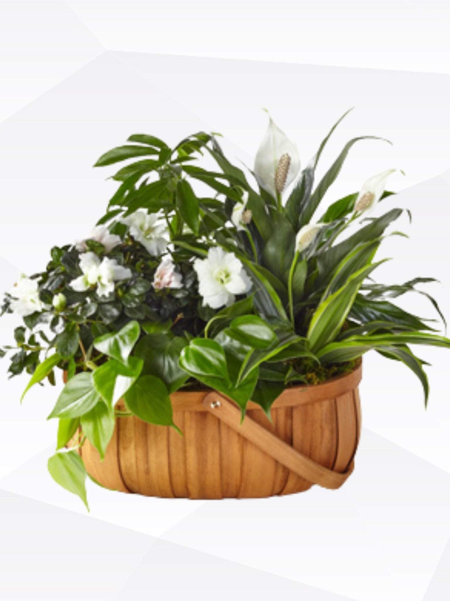 Sympathy #37 - Satellite Garden Centre