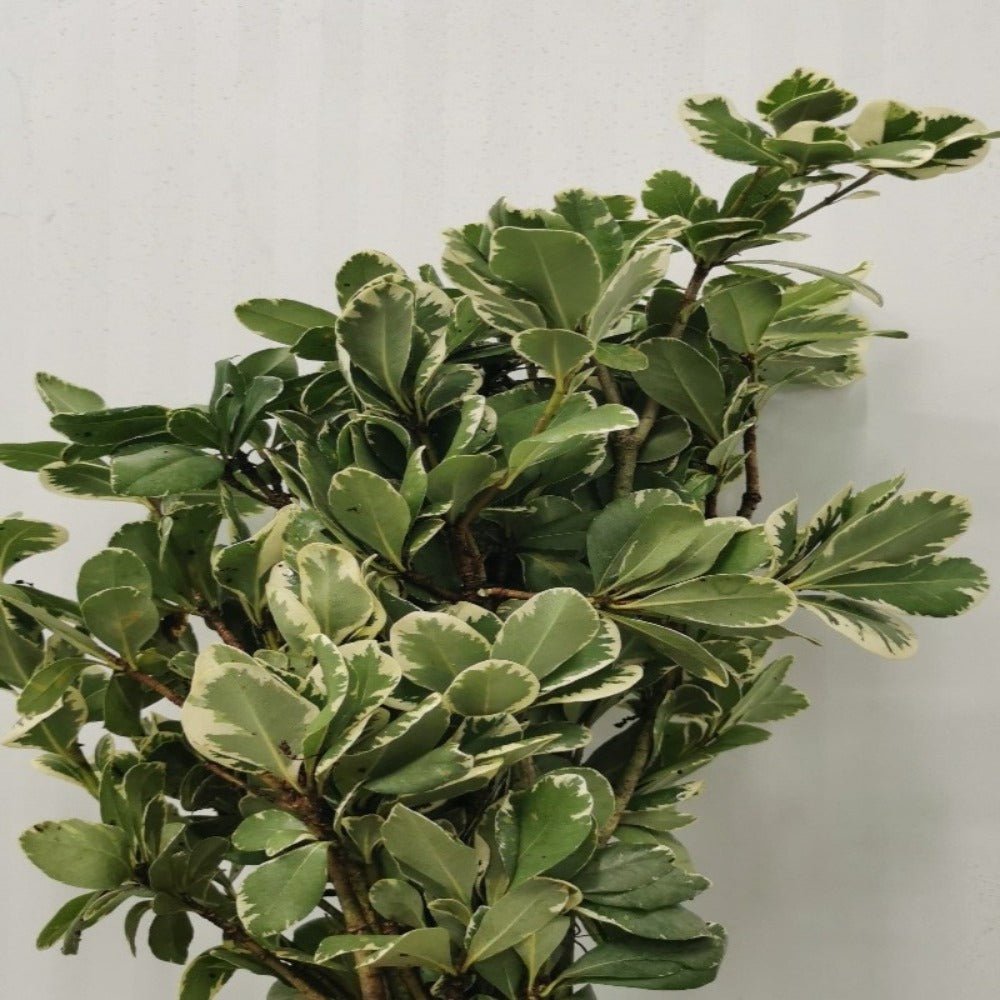 Variegated Pittosporum - Satellite Garden Centre