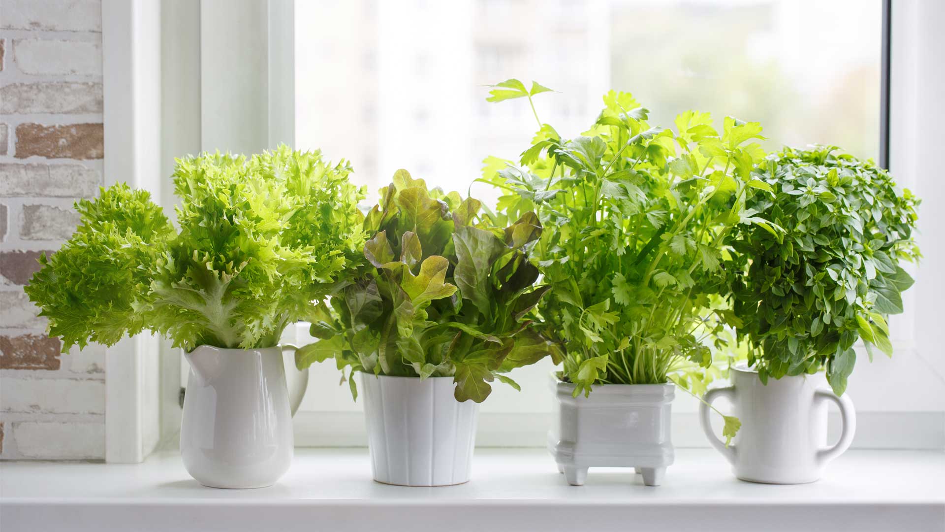How to Grow Vegetables & Herbs Indoors During Winter? - Satellite Garden Centre 