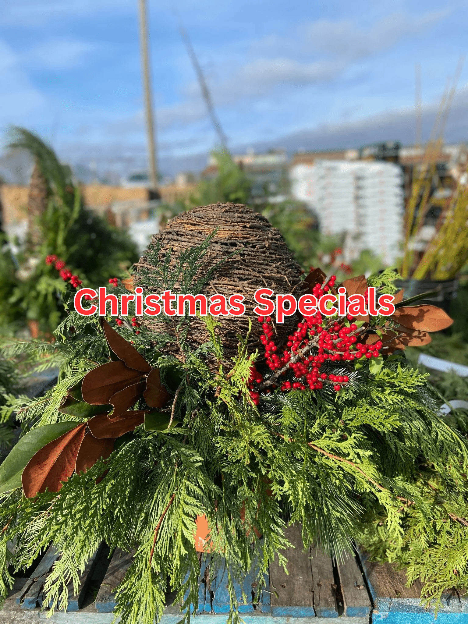 Christmas Specials - Satellite Garden Centre
