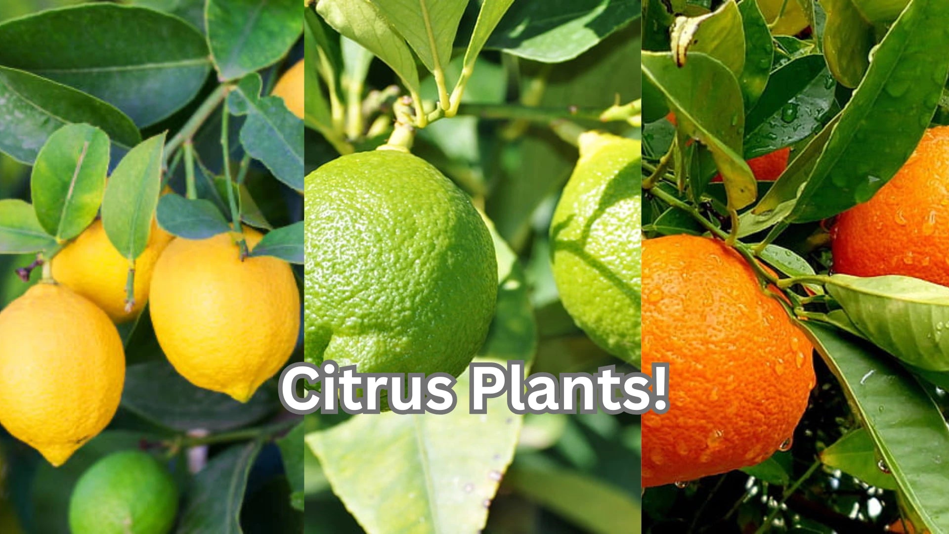 Citrus - Satellite Garden Centre 