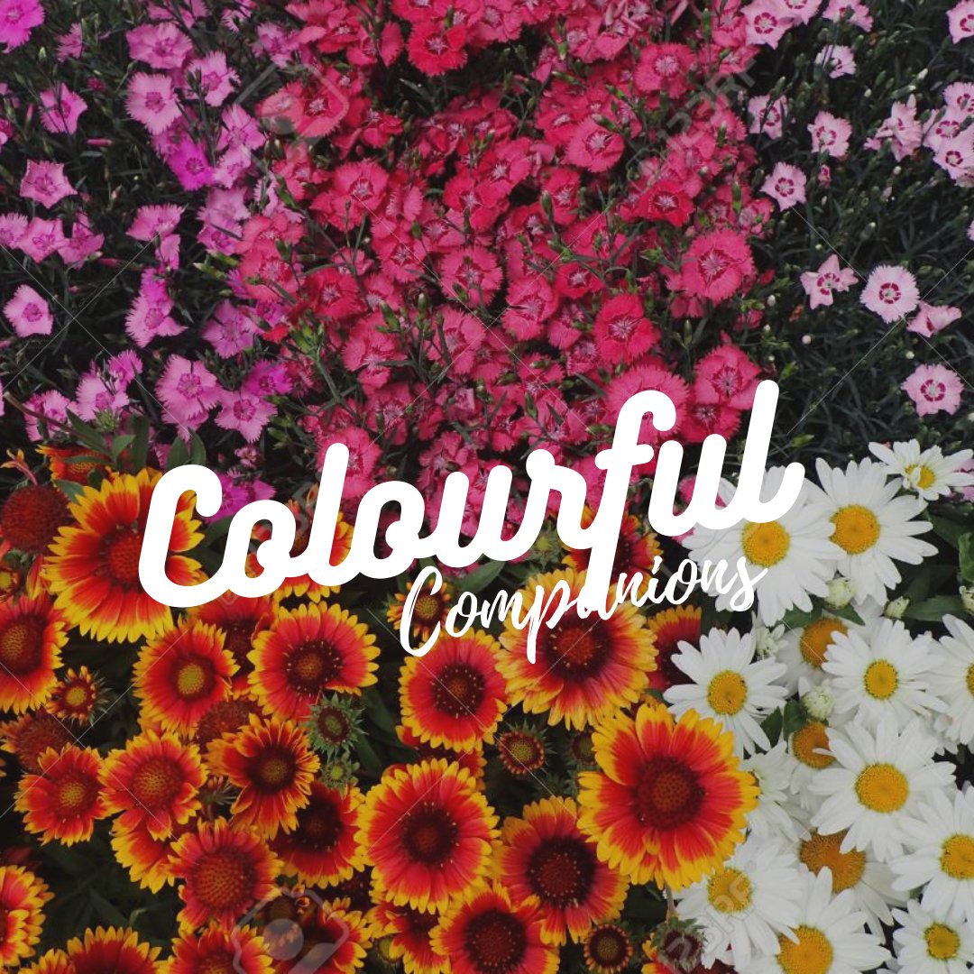 Colourful Companions - Satellite Garden Centre 