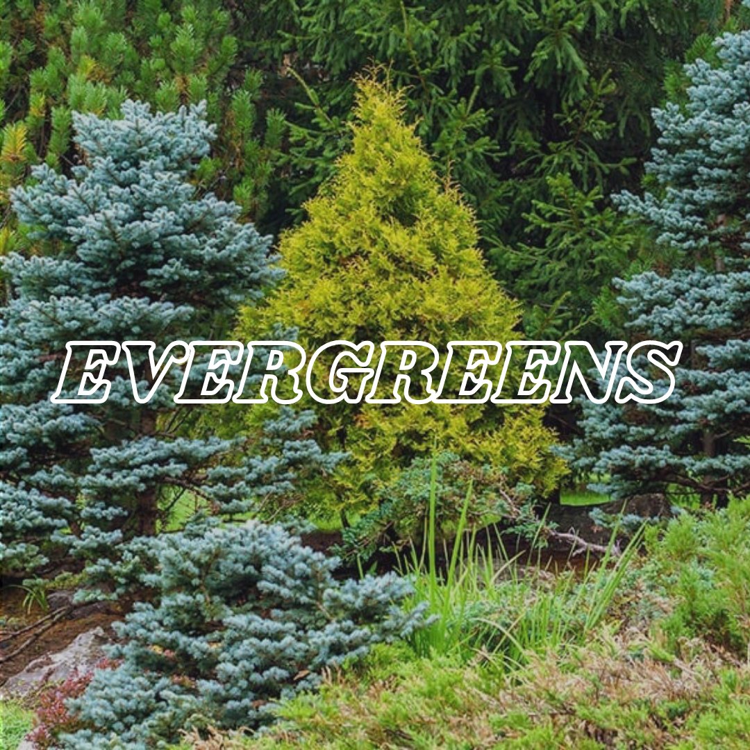Evergreens - Satellite Garden Centre 