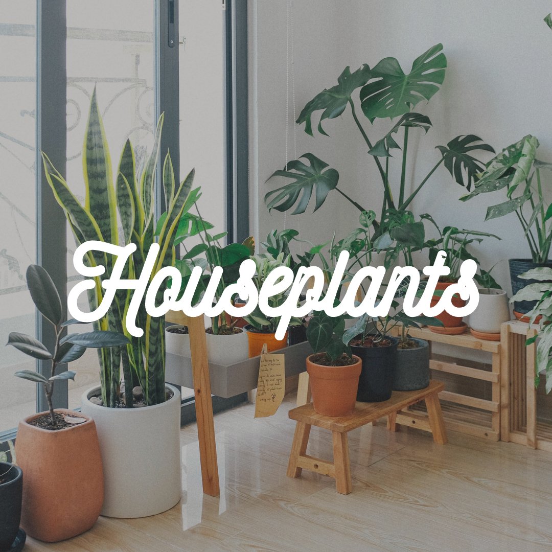 Houseplants - Satellite Garden Centre 