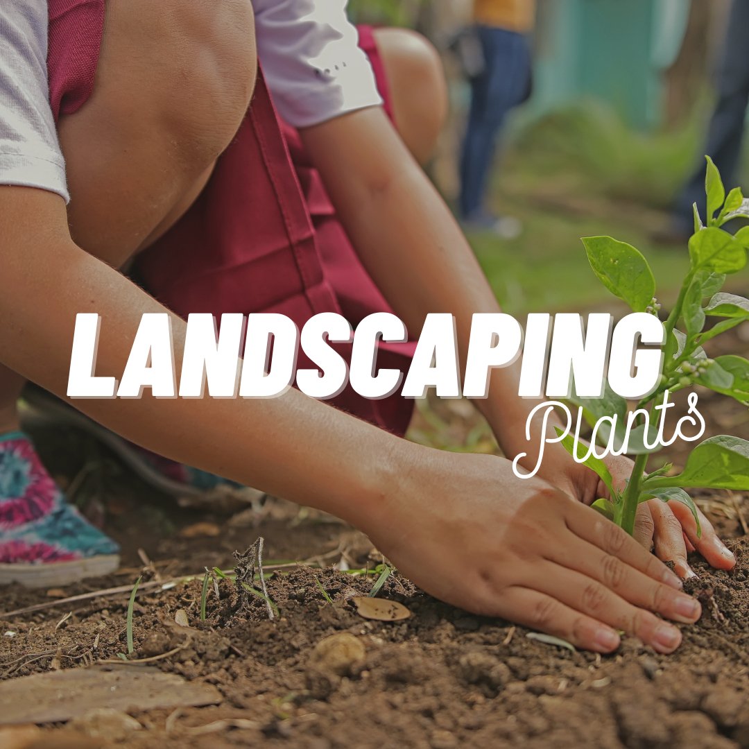 Landscaping Plants - Satellite Garden Centre 