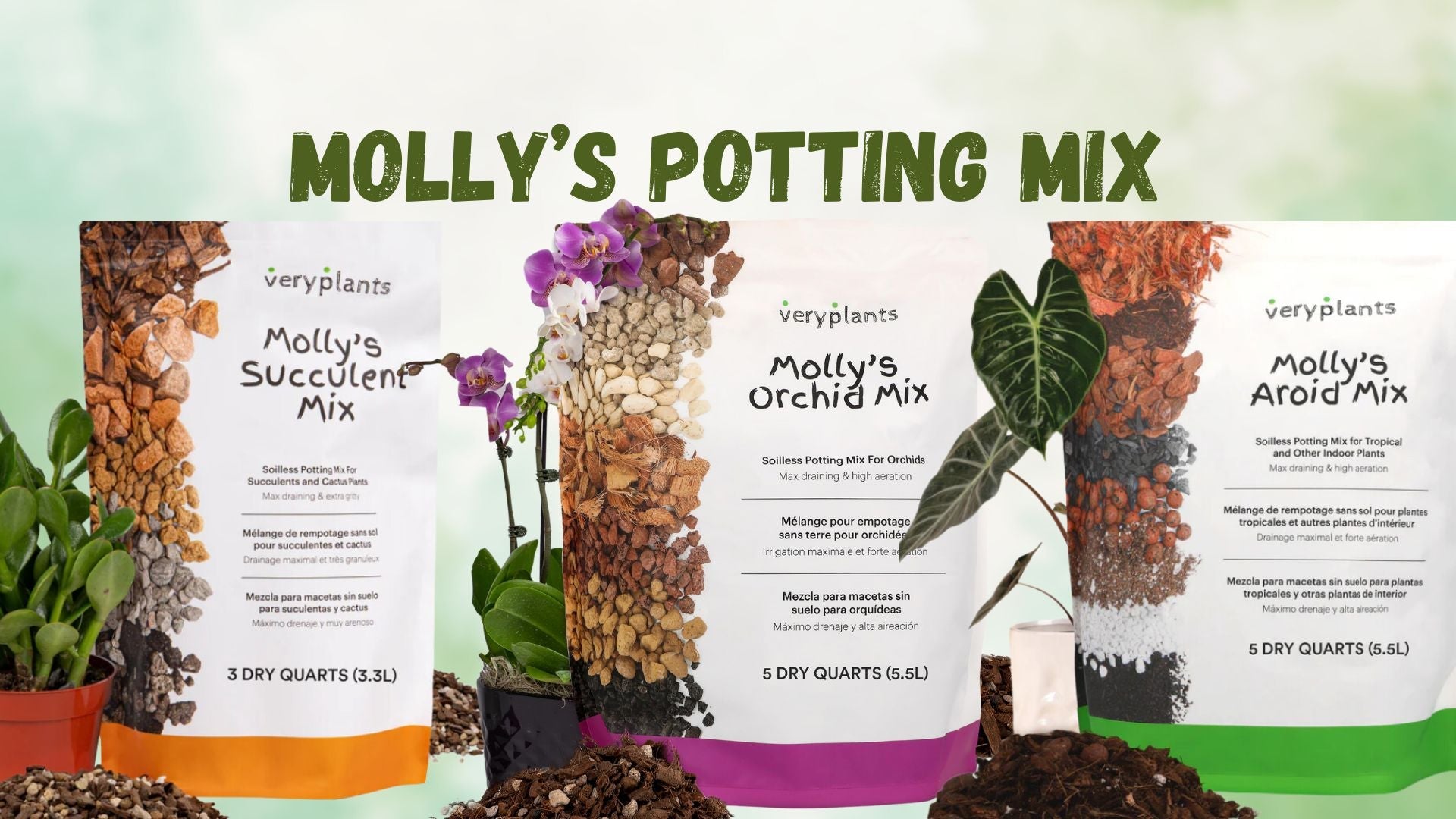 Molly's - Satellite Garden Centre