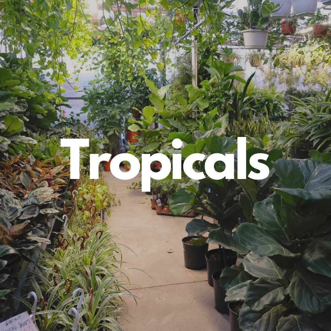 Tropicals - Satellite Garden Centre 