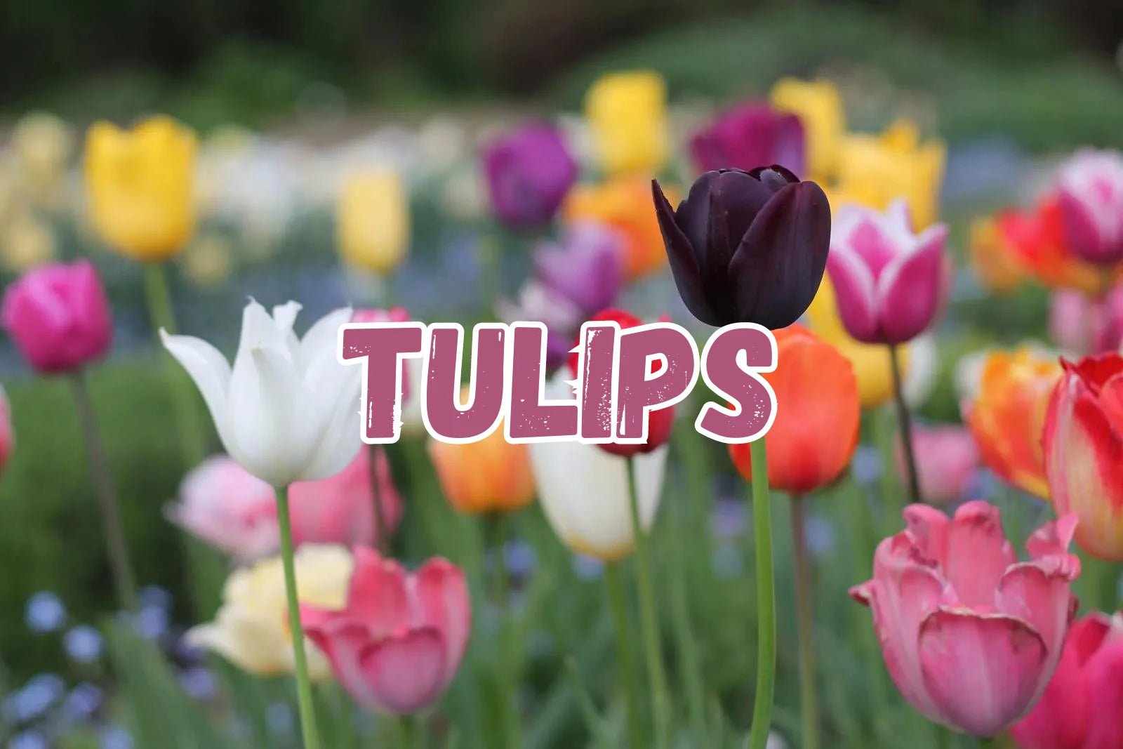 Tulips - Satellite Garden Centre