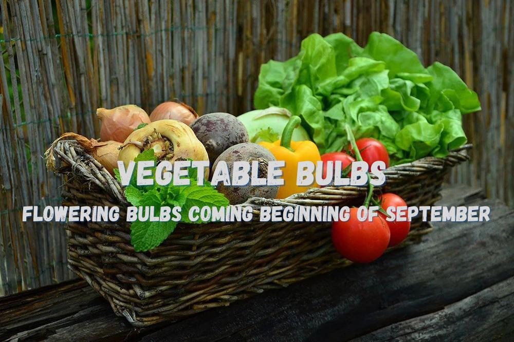 Vegetable Bulbs - Satellite Garden Centre 