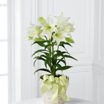 Easter Lily Plant – SATELLITE FLORIST & GARDEN CENTRE, Hamilton ON
