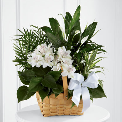 Peace & Serenity Dishgarden – SATELLITE FLORIST & GARDEN CENTRE, Hamilton ON