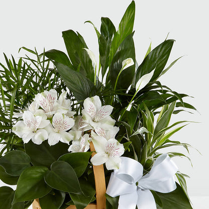 Peace & Serenity Dishgarden – SATELLITE FLORIST & GARDEN CENTRE, Hamilton ON