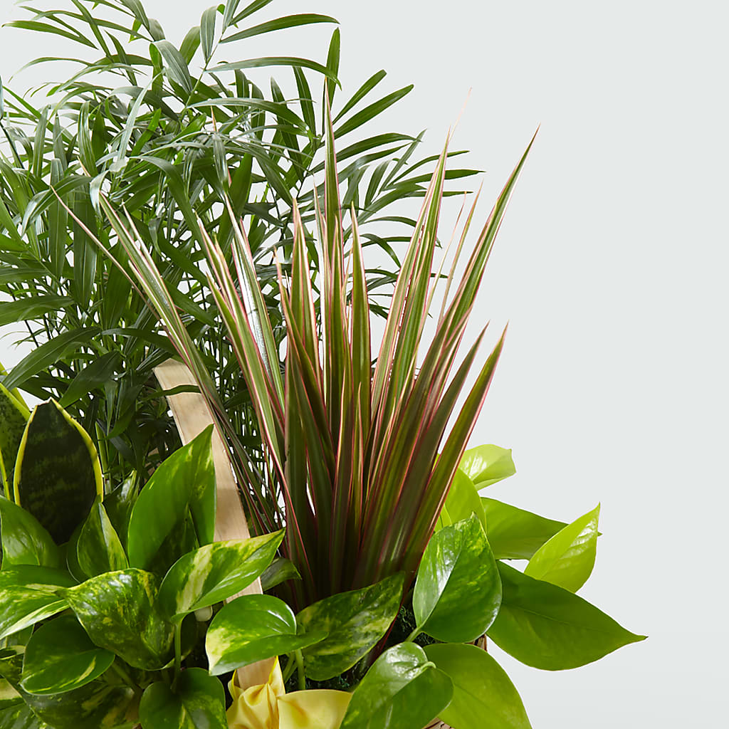 French Garden – SATELLITE FLORIST & GARDEN CENTRE, Hamilton ON