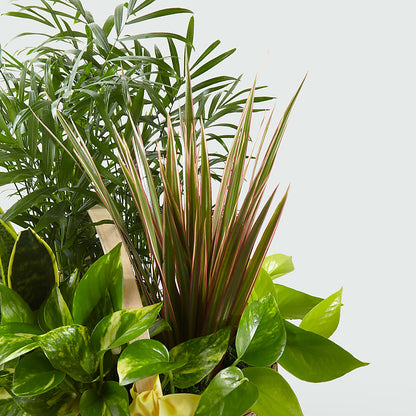French Garden – SATELLITE FLORIST & GARDEN CENTRE, Hamilton ON