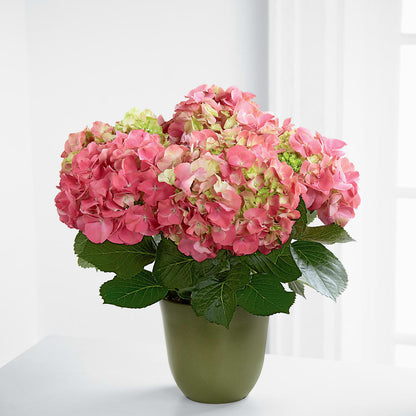 Pink Hydrangea Planter – SATELLITE FLORIST & GARDEN CENTRE, Hamilton ON