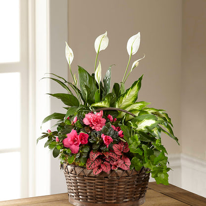 Dream in Pink Dishgarden – SATELLITE FLORIST & GARDEN CENTRE, Hamilton ON