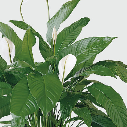 Tranquil Moments Peace Lily Plant – SATELLITE FLORIST & GARDEN CENTRE, Hamilton ON