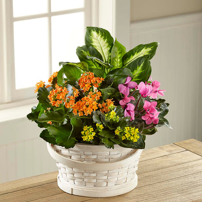 Color Crush Dishgarden – SATELLITE FLORIST & GARDEN CENTRE, Hamilton ON