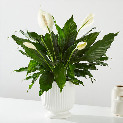 Comfort Planter – SATELLITE FLORIST & GARDEN CENTRE, Hamilton ON