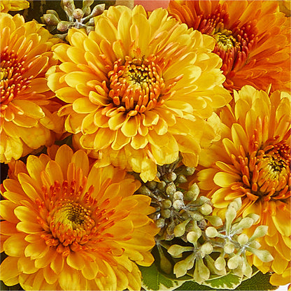 Peachy Pumpkin – SATELLITE FLORIST & GARDEN CENTRE, Hamilton ON