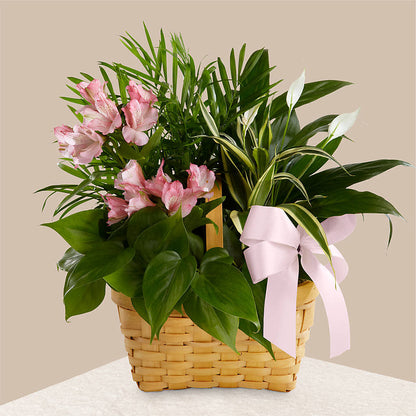 Living Spirit Dishgarden – SATELLITE FLORIST & GARDEN CENTRE, Hamilton ON