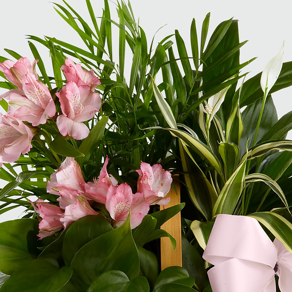 Living Spirit Dishgarden – SATELLITE FLORIST & GARDEN CENTRE, Hamilton ON