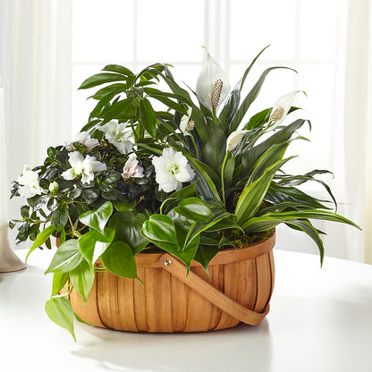 Serene Dishgarden – SATELLITE FLORIST & GARDEN CENTRE, Hamilton ON
