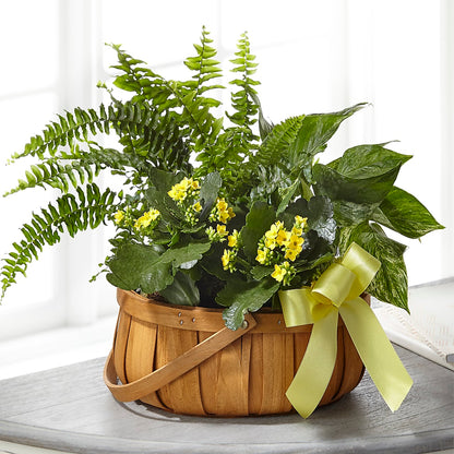 Always Dear Dishgarden – SATELLITE FLORIST & GARDEN CENTRE, Hamilton ON