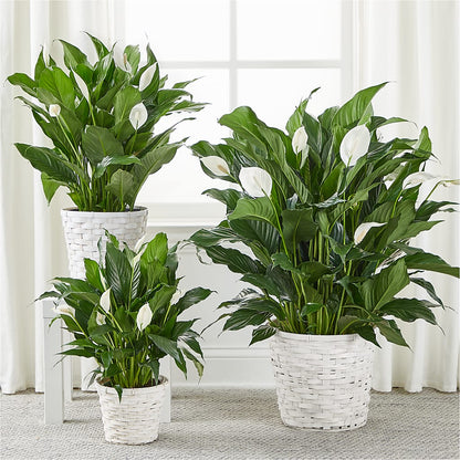 A New Leaf Peace Lily – SATELLITE FLORIST & GARDEN CENTRE, Hamilton ON