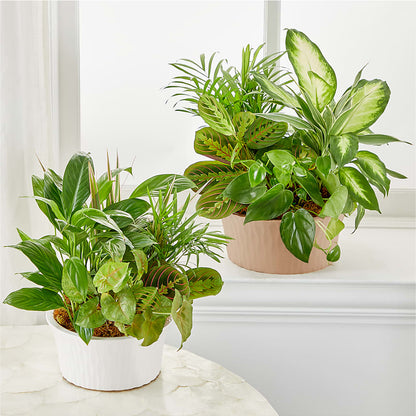 Balance & Harmony Dishgarden – SATELLITE FLORIST & GARDEN CENTRE, Hamilton ON