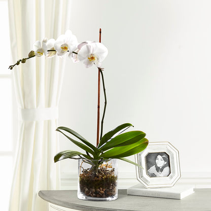 White Orchid Planter – SATELLITE FLORIST & GARDEN CENTRE, Hamilton ON