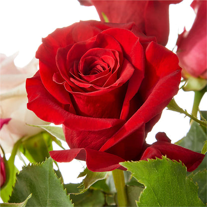 Love Notes Rose Bouquet – SATELLITE FLORIST & GARDEN CENTRE, Hamilton ON