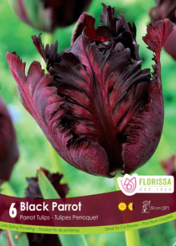 Tulip Black Parrot