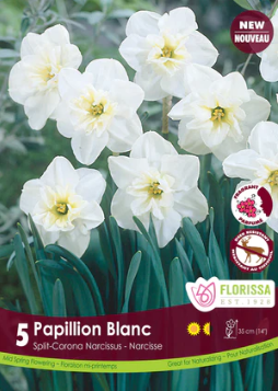 Narcissus Papillion Blanc