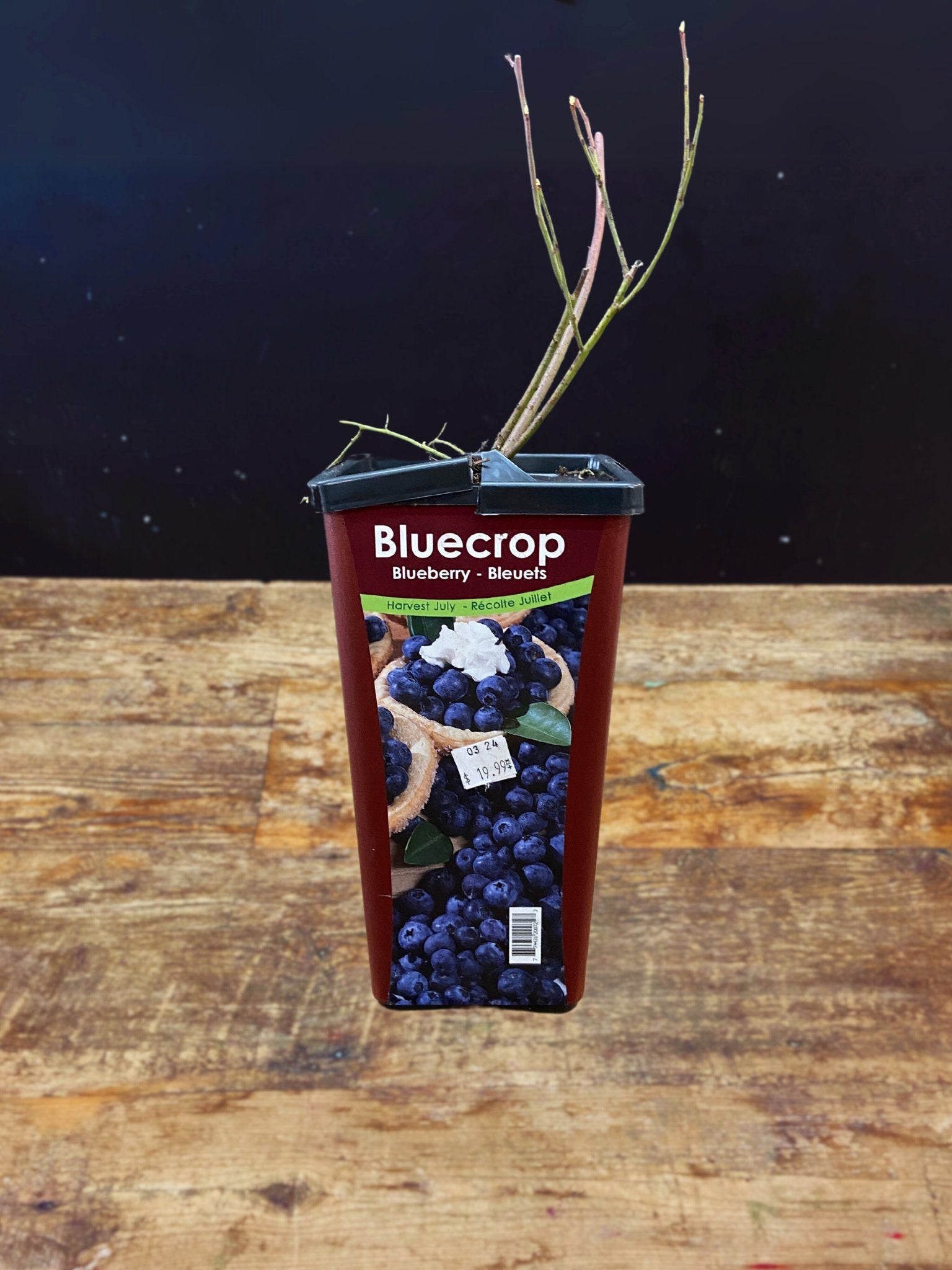 Bluecrop Blueberry - Satellite Garden Centre