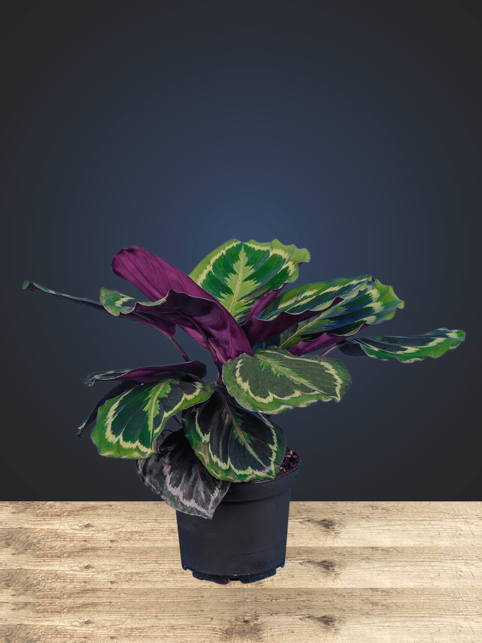 Calathia Medallion - Satellite Garden Centre